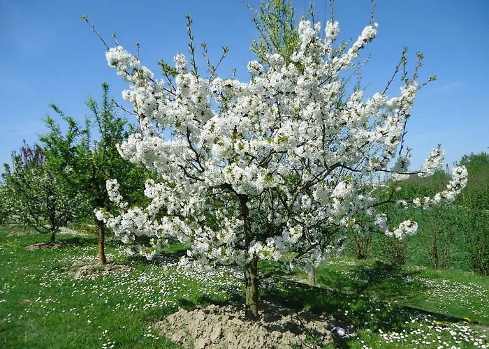 Διαμέρισμα Residenza Gavioli Via Angelelli - Parco Navile Καστέλ Ματζιόρε